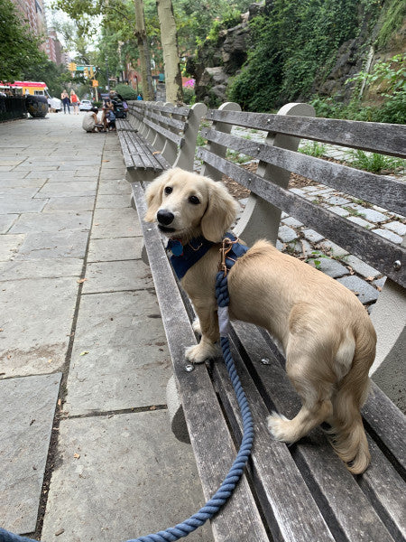 A small tan dog wearing a blue harness and the Sassy Woof Dog Rope Leash - Nautical stands on a wooden park bench, looking back at the camera. Trees, greenery, and a stone path appear in the background.