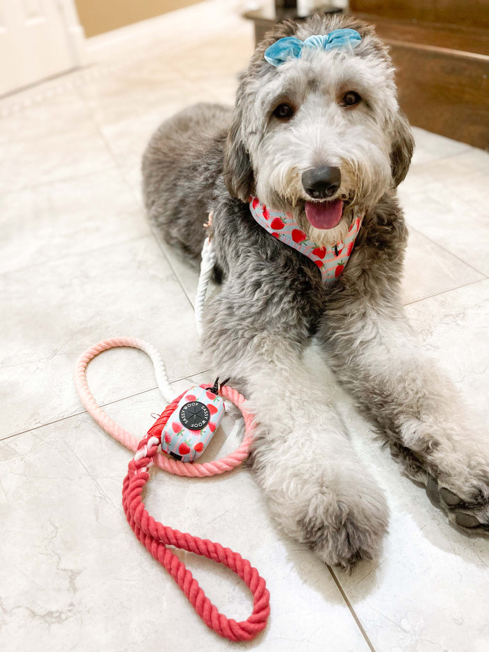 A dog rests on the floor next to the Sassy Woof Dog Rope Leash – Poppy, bringing rustic charm to the cozy space.