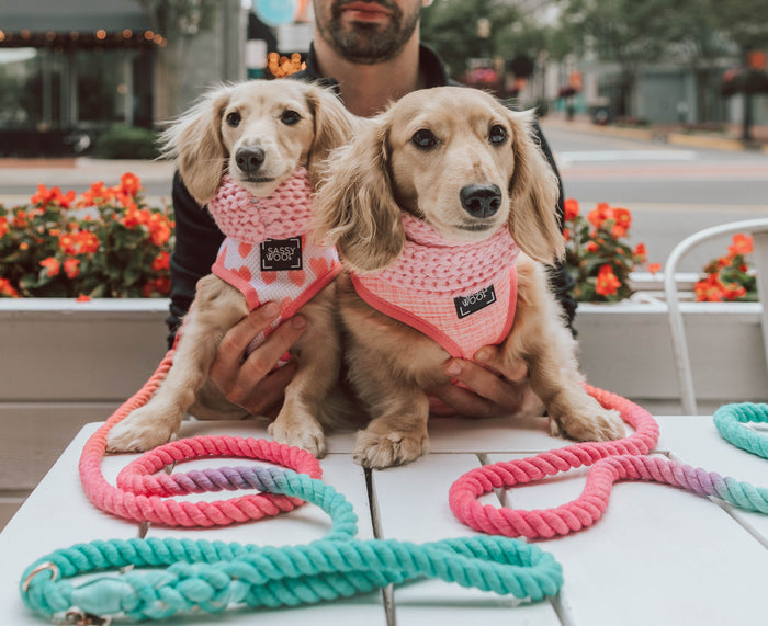Two small dachshunds sit outdoors wearing matching pink harnesses and Sassy Woof's Dog Rope Leash - Unicorn with rose gold hardware, as a person holds them among bright flowers and a lively street in the background.