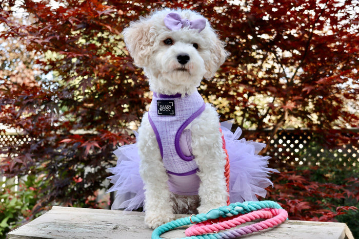 A white fluffy dog in a purple harness with rose gold hardware, a lavender bow, and tutu sits on a bench. In front is the Sassy Woof Dog Rope Leash - Unicorn, with colorful rope toys and red and green leaves in the background.