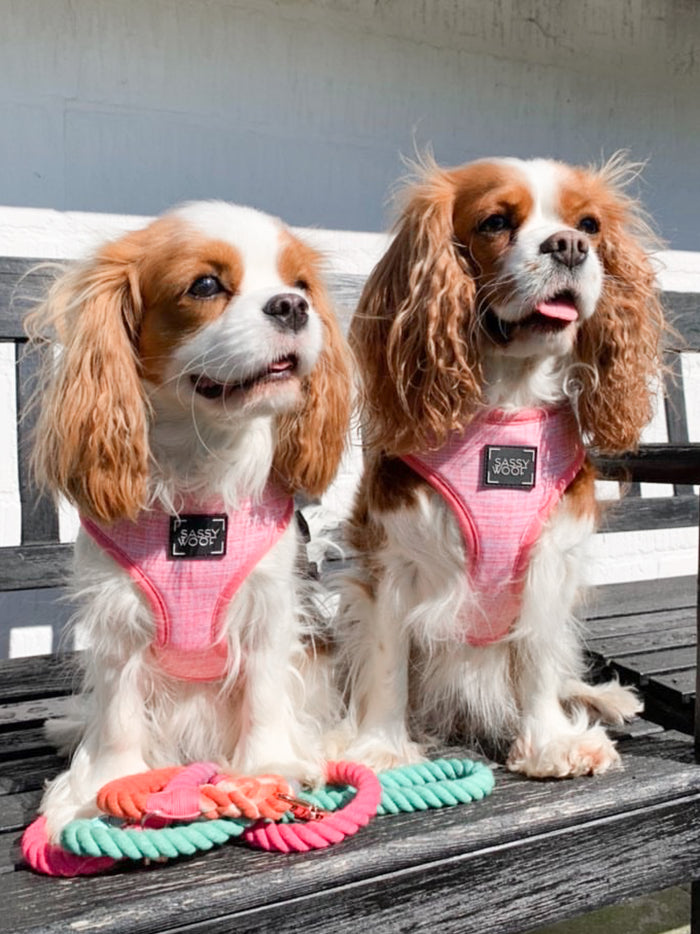 Two Cavalier King Charles Spaniels in pink harnesses with rose gold hardware sit on a bench. In front of them is the Sassy Woof Dog Rope Leash - Unicorn, a colorful ombre leash. Both dogs have white and brown fur.