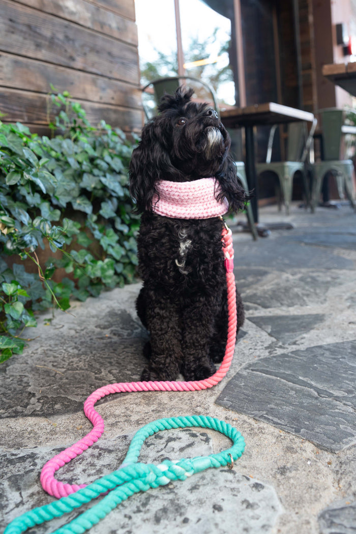 A black curly-haired dog in a pink scarf and leash sits on a stone patio by green ivy, with the Sassy Woof Dog Rope Leash - Unicorn, featuring rose gold hardware and ombre colors, coiled on the ground.