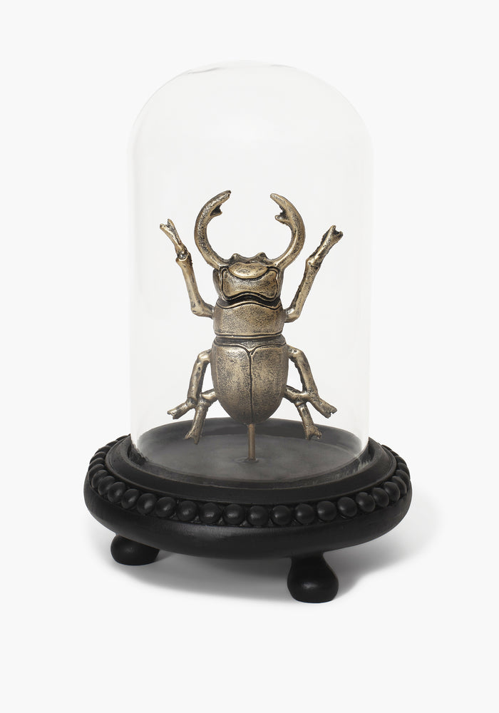 Lyra Bug in Jar