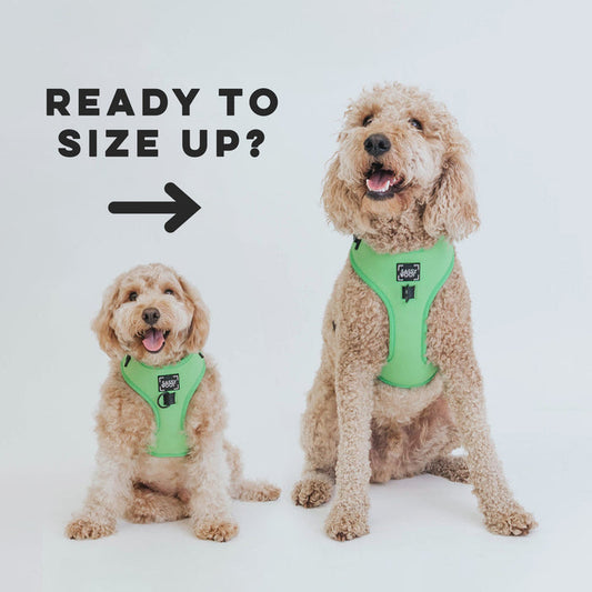 Two curly-haired dogs in green harnesses sit side by side—the smaller on the left, the larger on the right. Black text above them reads, READY TO SIZE UP?—promoting Sassy Woof’s Pup Up! Program for easy puppy harness exchanges.